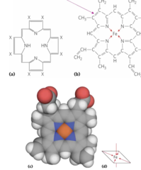 <p>- 4 to N atoms in the flat porphyrin ring</p><p>- 2 perpendicular to porphyrin</p>