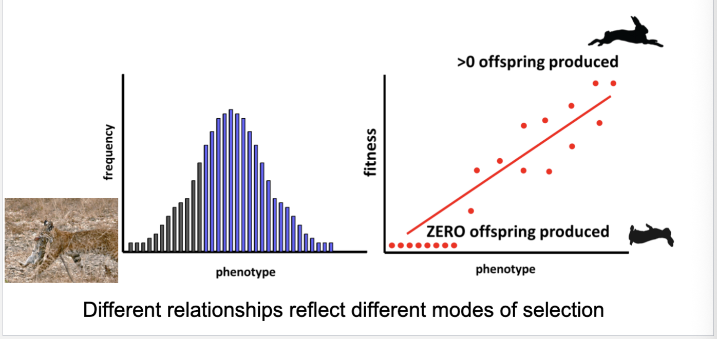 <p>Graphs of fitness vs. phenotype</p>