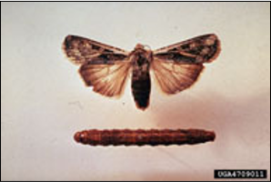 <p>Identify the insect, stages, and order</p>