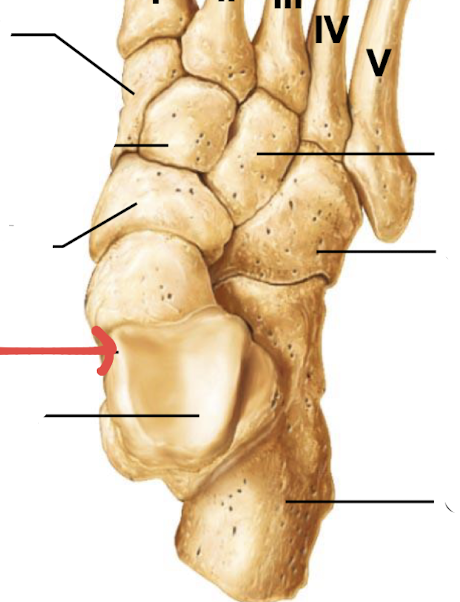 <p>what is this part of the foot?</p>