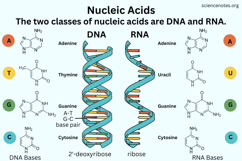 <p>Nucleic acid</p><p></p>