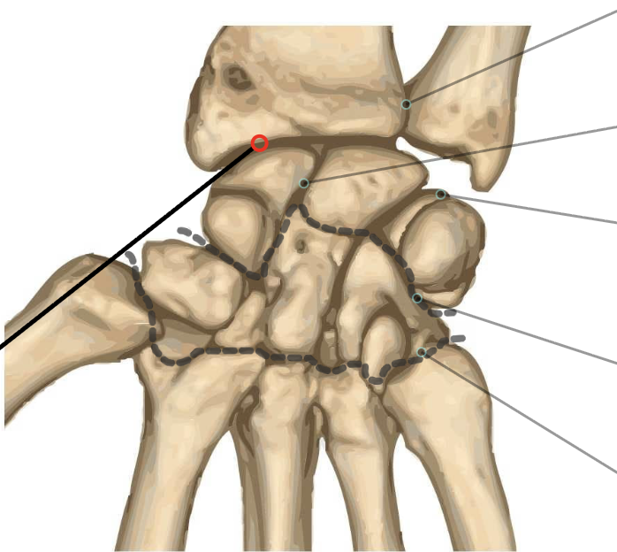<p>What is this joint? (red dot)</p>
