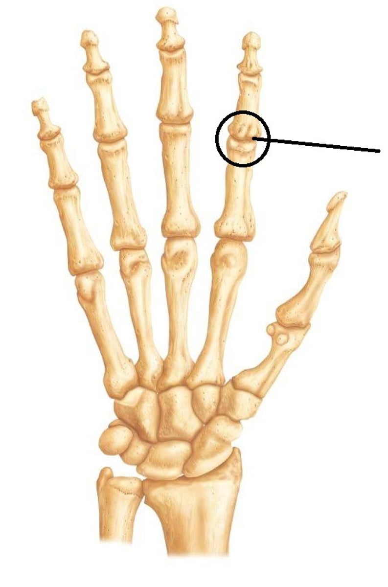 <p>Synovial Hinge Joints</p>