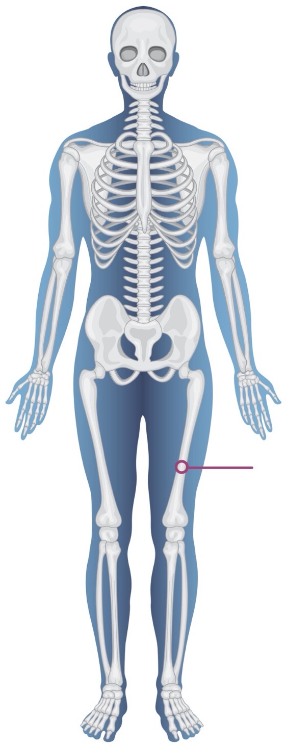 <p><strong>Name of bone + Type of bone</strong></p>