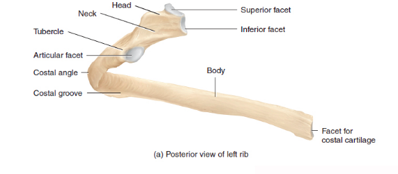 <p>What Rib (Costal Region)</p>