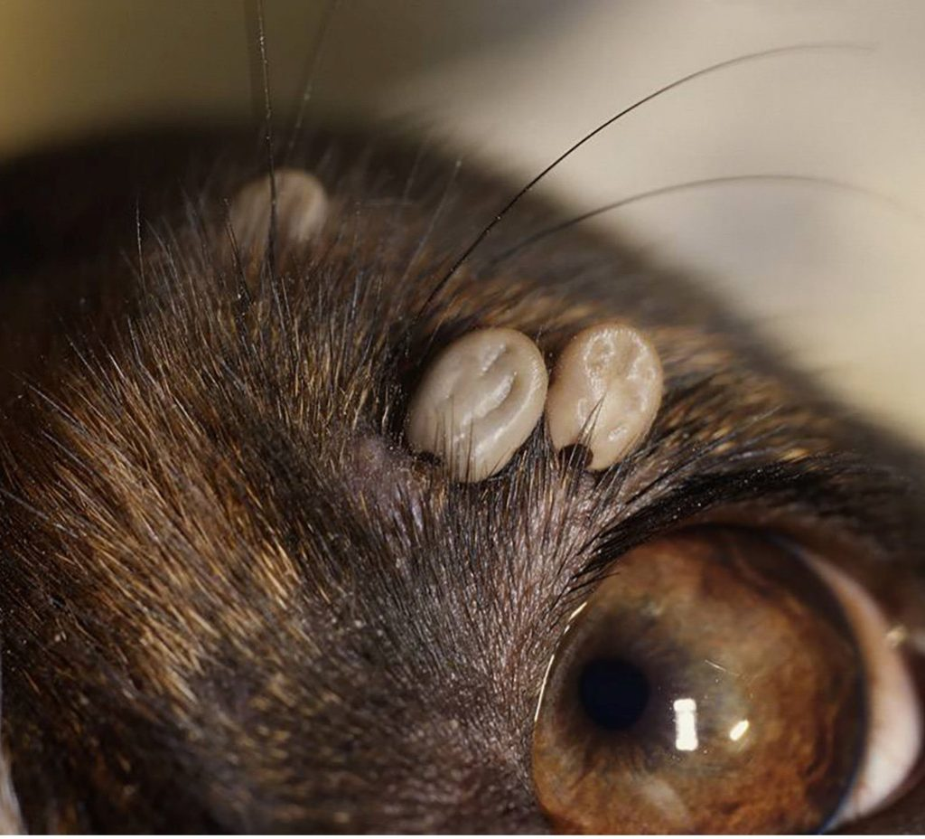 <p><strong>Ectoparasiet</strong></p>