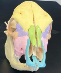 <p>What are the two orange areas on this skull?</p>