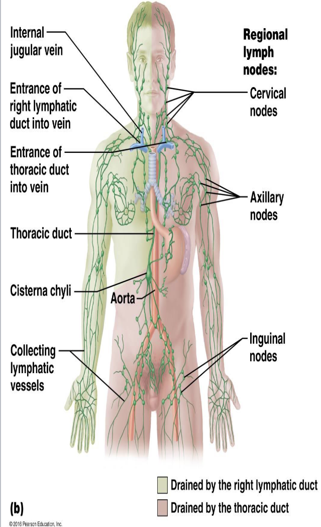 <p><strong>Secondary Lymphoid Organs — Lymph Nodes</strong></p><ul><li><p>Where are lymph nodes located?</p><ul><li><p>Where are large clusters of lymph nodes located?</p></li></ul></li></ul><p></p>