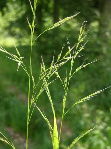 <p>Bladöron skärformade, nästan stjälkomfattande. Småax med långa borst. Blad breda, gulgröna, stora tuvor. </p>