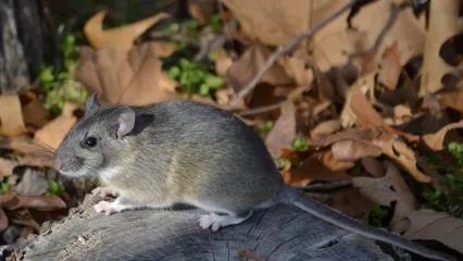 <p><span style="background-color: transparent;">> thick fluffy body hair and hair along the tail</span></p>