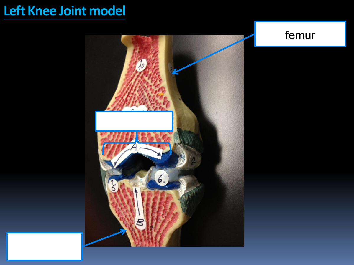 Structure: Femur