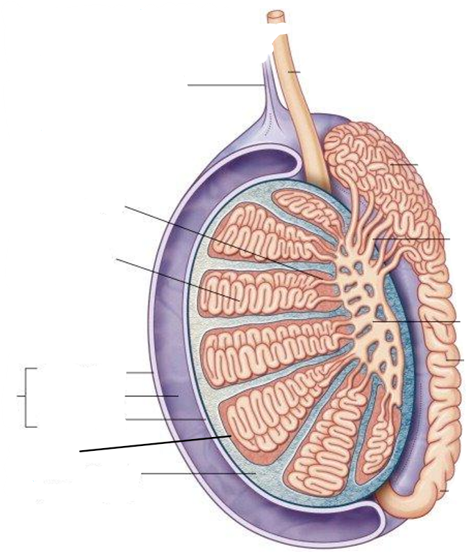 <p>Label the following diagram of the <strong>testes</strong> (ignore the lines on the right side of the diagram)</p>