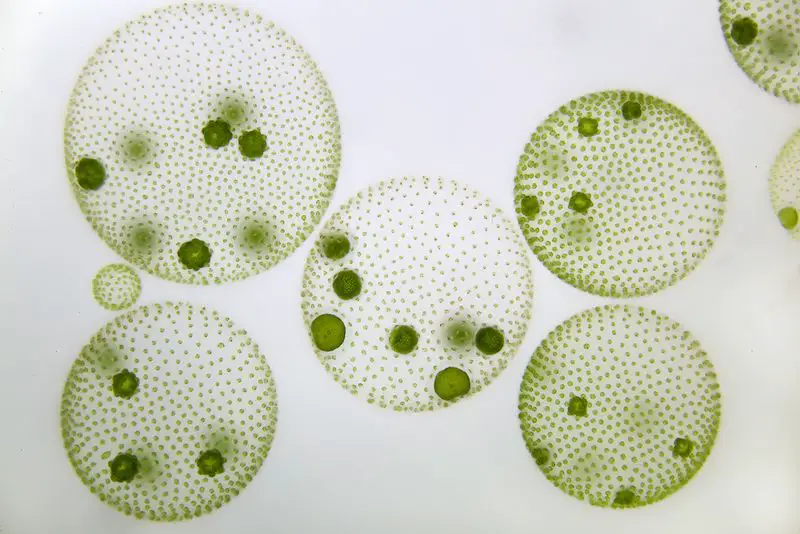 <p>What organism does this show?</p>