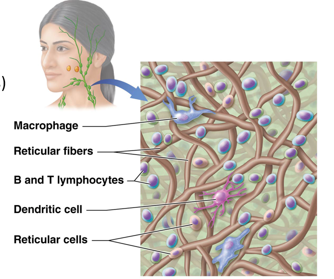 <p>Immune cells with spiny processes resembling dendrites of neurons.</p><ul><li><p>Originate in the bone marrow or connective tissue</p></li><li><p>Responsible for moving fluid around </p></li></ul><p></p>
