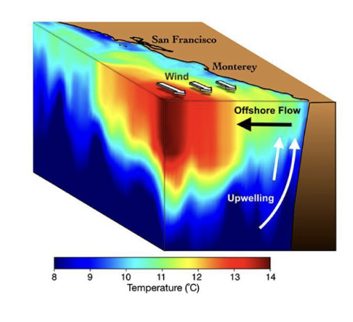 <p>Bottom-up control </p><ul><li><p>UPWELLING - cold, nutrient-rich deep water moves to the surface </p></li><li><p>Nutrients fuels PHYTOPLANKTON blooms, which in turns supports WHAT abundances of plankton, fish, seabirds and marine mammals </p></li></ul><p></p>