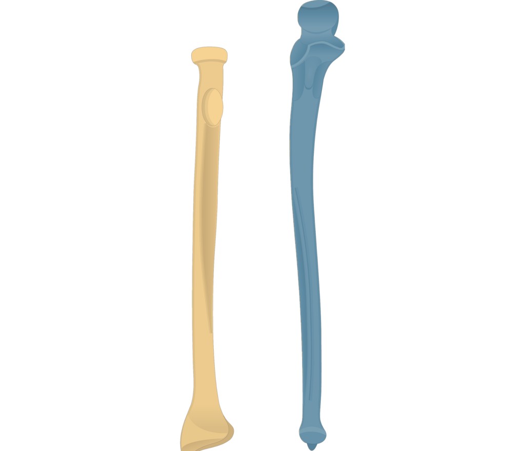 <p>(highlighted in blue)</p>
