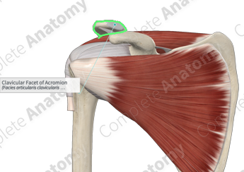<p>acromial</p>