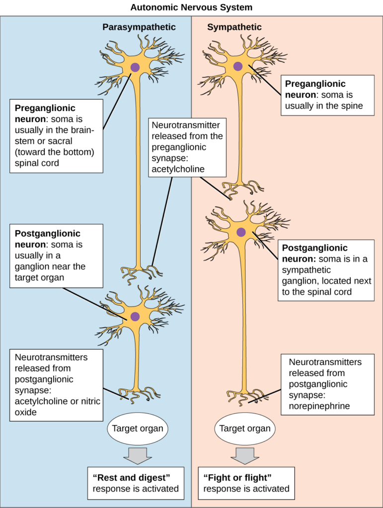 <p>Both use acetylcholine for their preganglionic axons to ganglionic axon with nicotinic cholinergic receptor</p><p>SNS: uses norepinephrine for their postganglionic axon to target tissue with an adrenergic receptors</p><p>PNS: uses Ach for their postganglionic axon to target tissue with a muscarinic receptor</p>