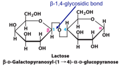 <p>glucose and galactose</p>