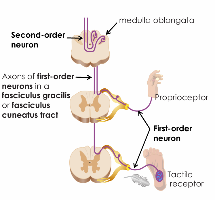 <ul><li><p>From receptors into the posterior gray horn and then up the spinal cord to the medulla oblongata</p></li></ul><p></p>