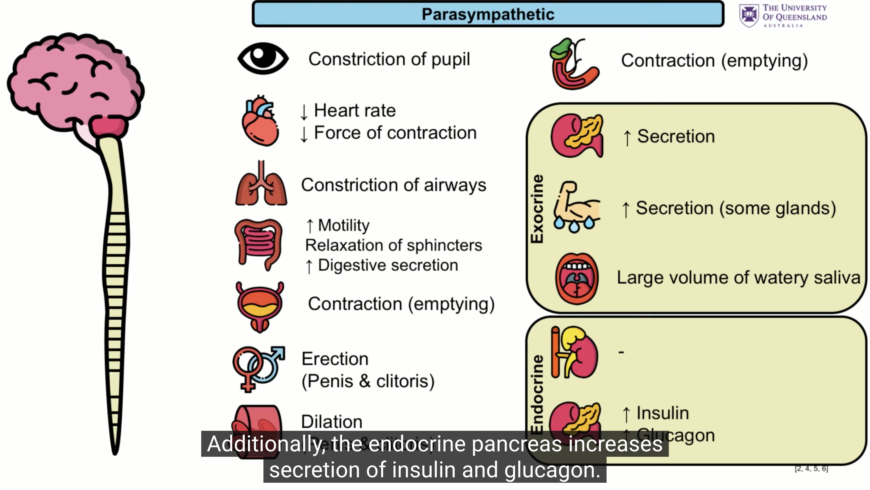 <ul><li><p>constriction of pupils</p></li><li><p>decrease heart rate and contraction</p></li><li><p>airway constriction</p></li><li><p>increase motility</p></li><li><p>blood vessel dilation</p></li><li><p>bladder emptying</p></li><li><p>insulin and glucagon increase</p></li></ul><p></p>