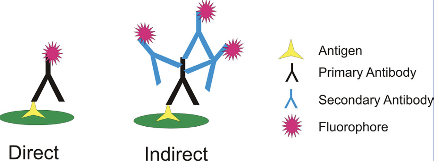 <p>direct IFA: a <u>single</u> antibody directed against the target of interest. The primary antibody is directly conjugated to a fluorophore.</p><p>indirect IFA: <u>two</u> antibodies. The primary antibody is unconjugated and a fluorophore-conjugated secondary antibody directed against the primary antibody is used for detection.</p><ul><li><p>more common</p></li></ul><p></p>