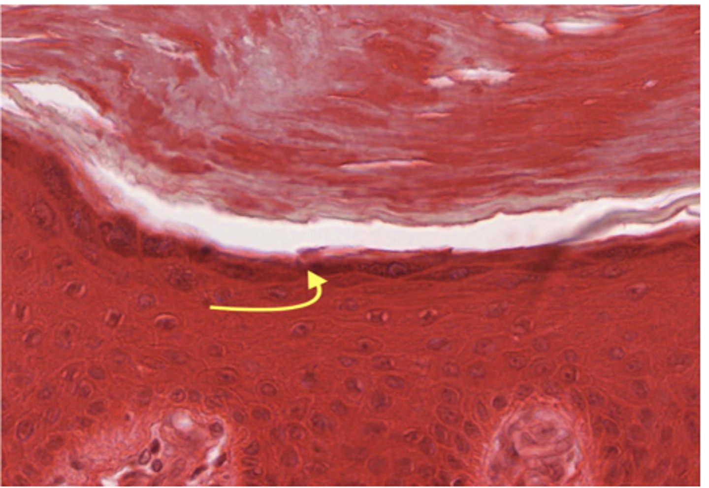 <p>Identify the specific layer</p>