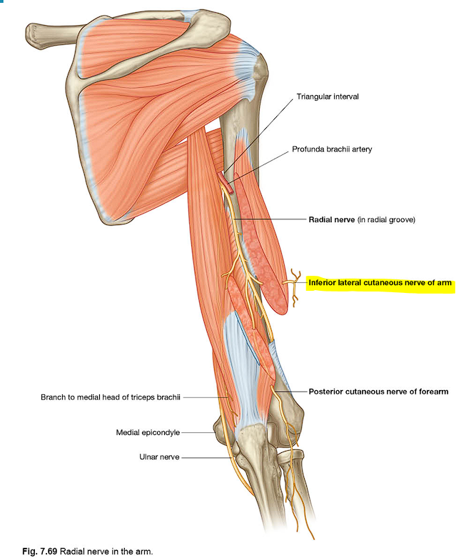 <p>zie les plexus brachialis</p>