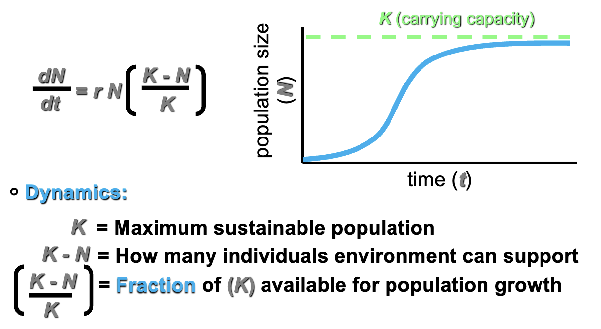 <p>No natural populations can maintain exponential growth indefinitely</p><p>Population density typically fluctuates around a constant number of individuals (it is constant when extrapolated)</p><p>As population size increases resources become limiting for growth and reproduction</p><p>Modify the exponential growth model to incorporate changes in (r) as the population size grows toward (K)</p><p>When there is limited resources, the predictions are correct (environment is constant, no predators, no competition from other species)</p><p>K changes by birth and death, not migration</p><p>rN = when there is no competition; unlimited resources</p><p>At large values of (N), the value of (K-N / N) becomes small and the population growth is small</p><p>When population size is below (K) pop growth increases (available resources; biomass and reproductive output is high)</p><p>When population size is near (K) pop growth decreases</p><p>To check/validate this model, test in the natural environ</p><p>How well does the logistic model fit the growth of natural populations?</p><p>- Populations of very small organisms fit fairly well</p><p>- Many populations do not stabilize at (K) and deviate from sigmoid curves</p>