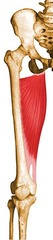 <p>ADDucts thigh at hip joint,</p><p>medially rotates thigh at hip joint</p>