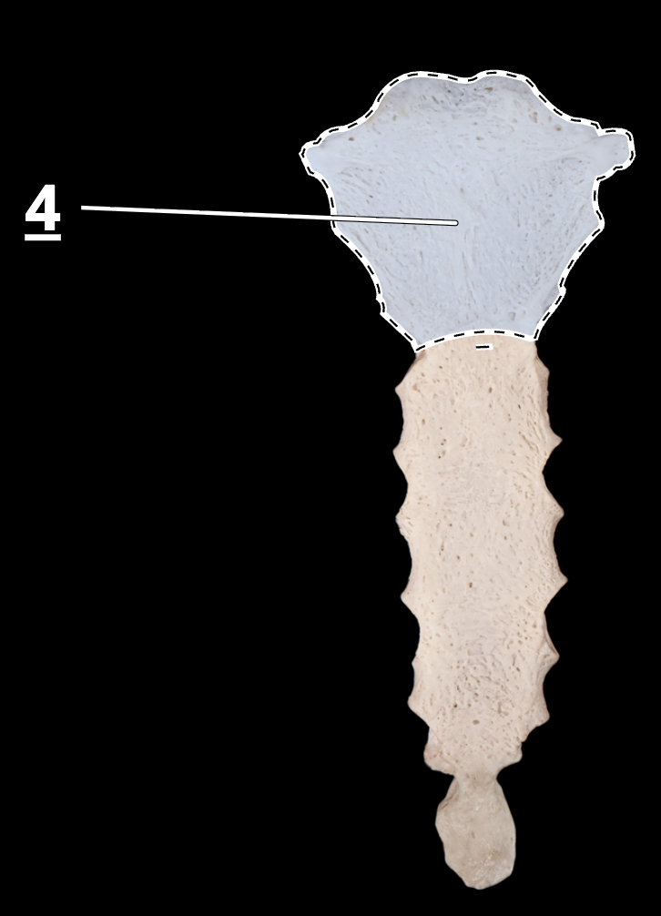 <p>4</p>