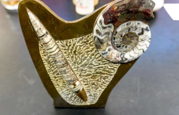 <p>Phylum &amp; name?</p>