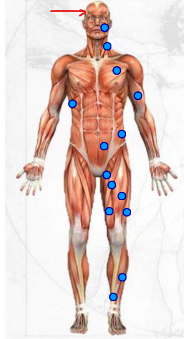 <p>the temple muscles </p>