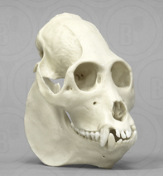 <p>Upper: 2/1/3/2 or 2/1/3/3</p><p>Lower: 2/1/3/2 or 2/1/3/3</p>