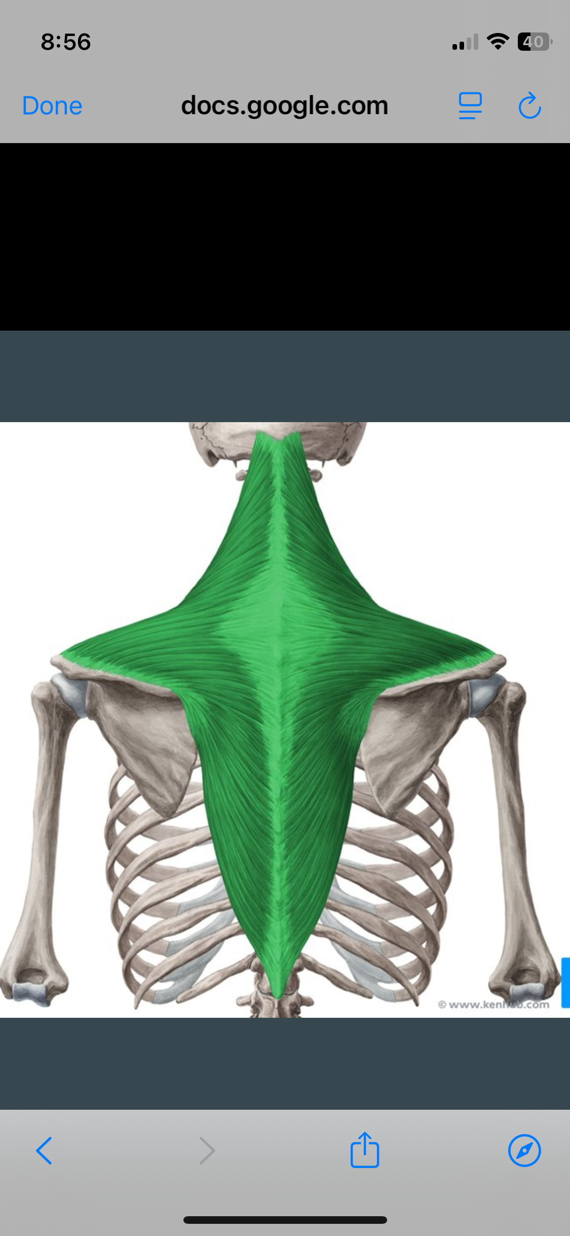 <p>Trapezius </p>
