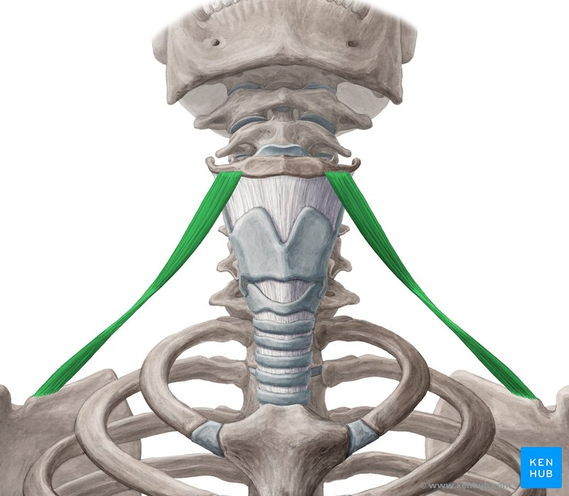 <p>portions (upper and lower)</p>