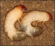 <p>Identify the insect, order, stage, and mouthparts</p>