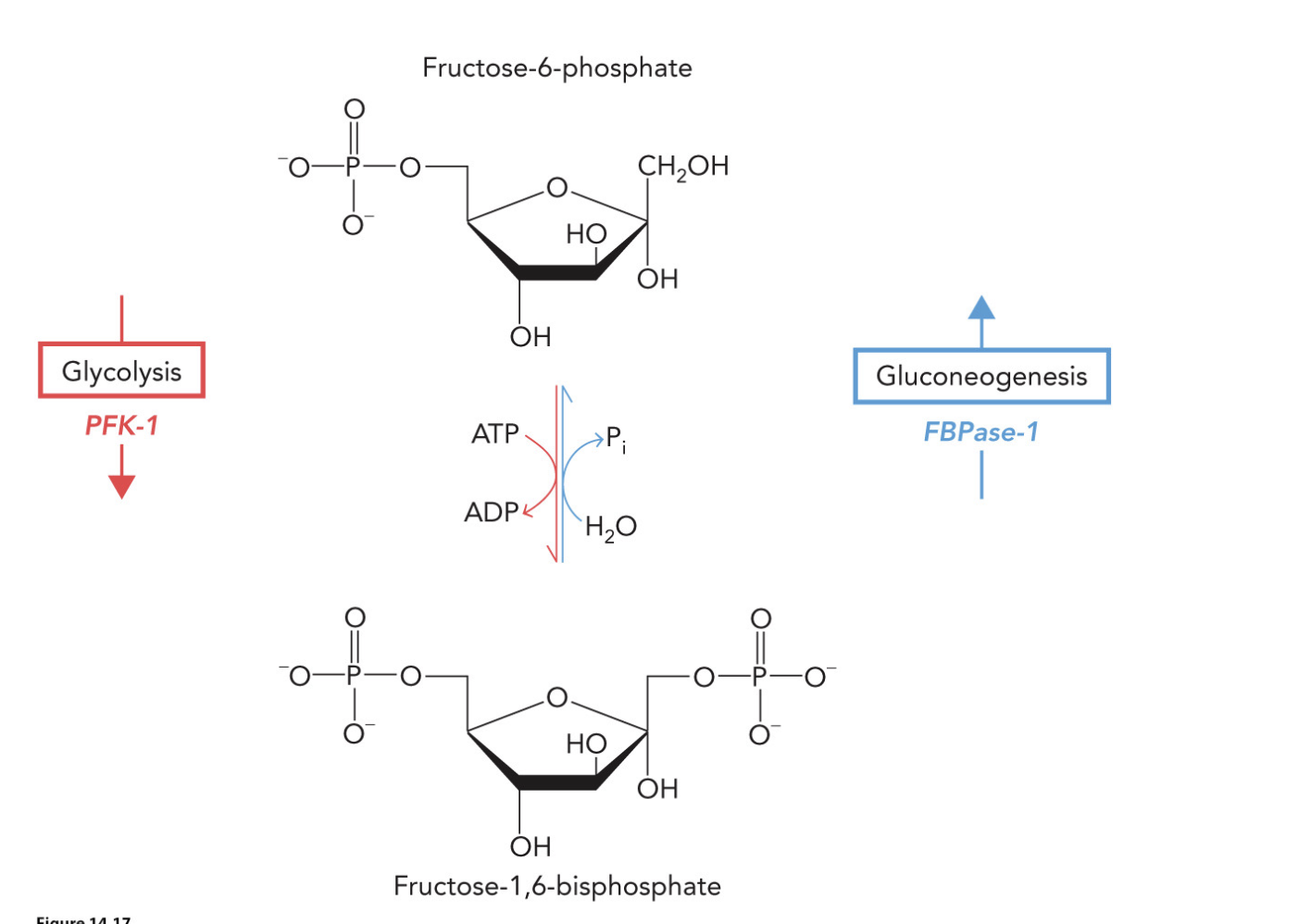 <p>FBPase-1</p>