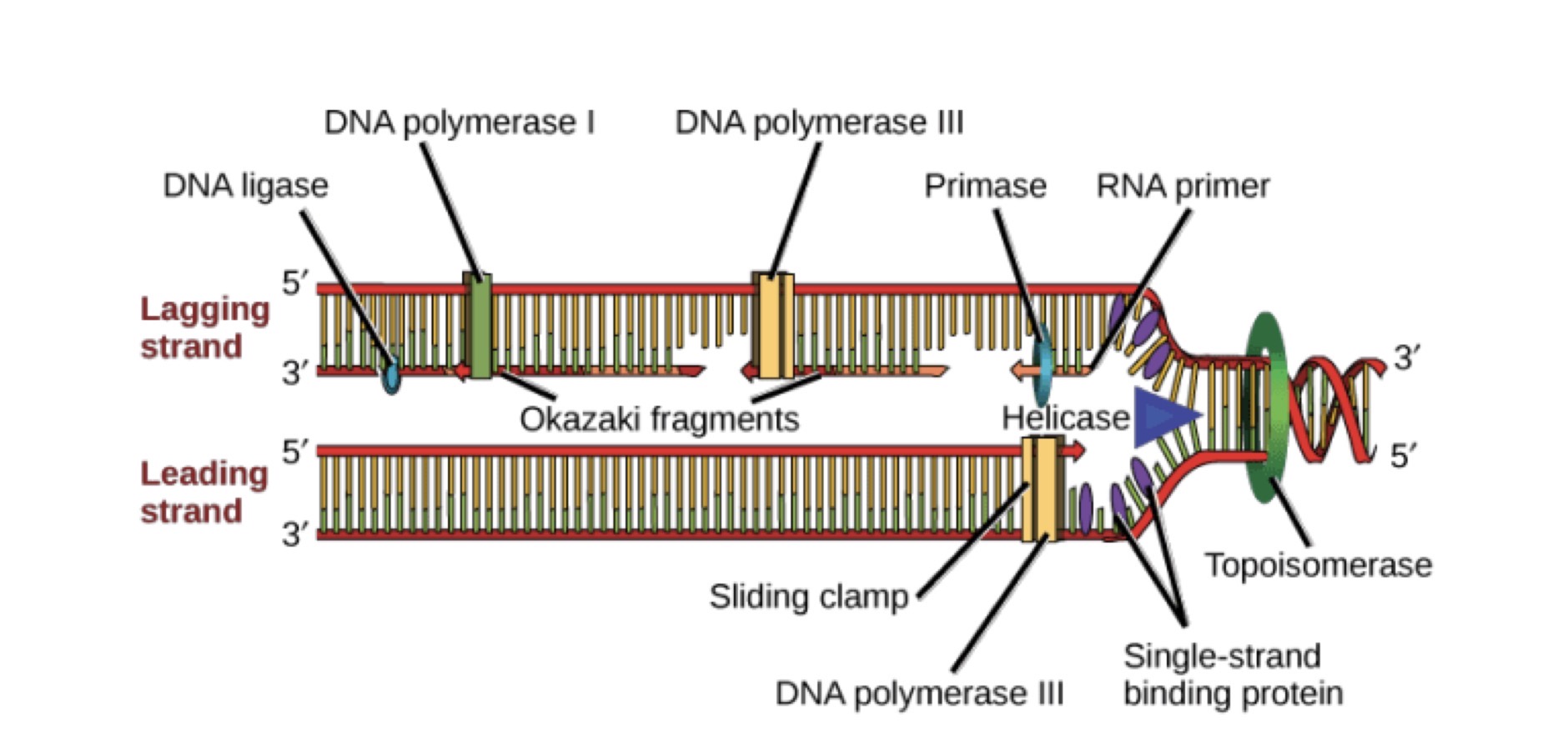 <p>removes primers/replaces gaps (prokaryotes)</p>