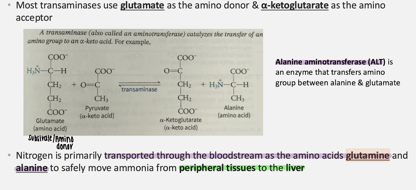<p>Which of the following best describes how nitrogen is transported from peripheral tissues to the liver through the bloodstream?</p>