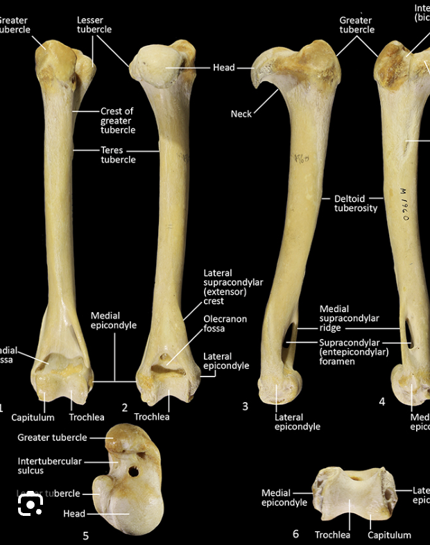 <p>medial- on head side </p><p>lateral- on greater tubercle side</p>