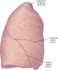 <p>3 lobes</p>
