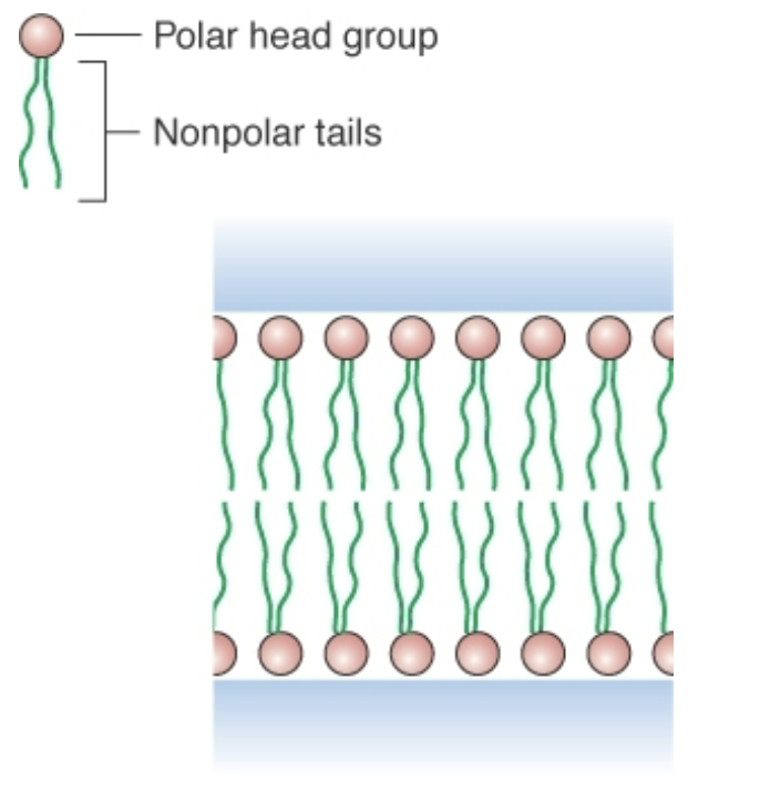<p>Lipids such as glycerophospholipids form lipid bilayers in water instead of</p><p>micelles.</p><p>Nonpolar tail comprised of 2 carbon chains</p>
