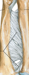 <p>What kind of membrane is the Interosseous membrane How does it run?</p>