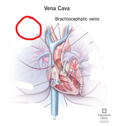 <p>drains blood from upper body</p>