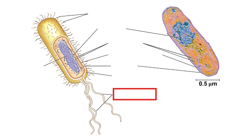 <p>Name that Prokaryotic Part</p>
