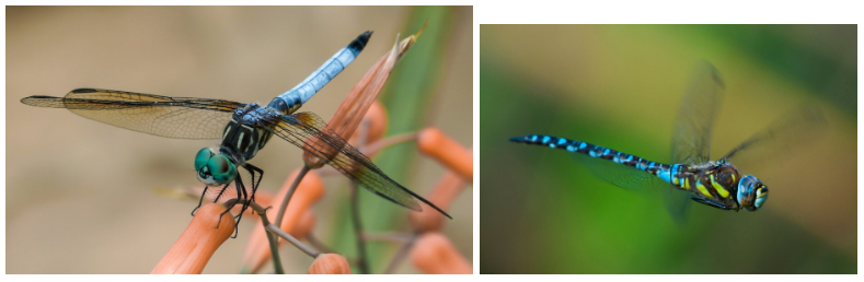 <p>What is the name of these bugs?</p>