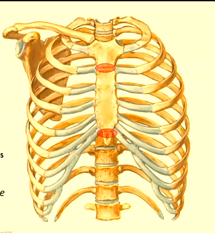 <ul><li><p>primary cartilaginous (synchondrosis)</p></li><li><p>slightly mobile in youth</p></li><li><p>ossifies in adulthood —> becomes a synostosis (usually after 4th decade)</p></li><li><p>becomes one bone</p></li></ul><p></p>