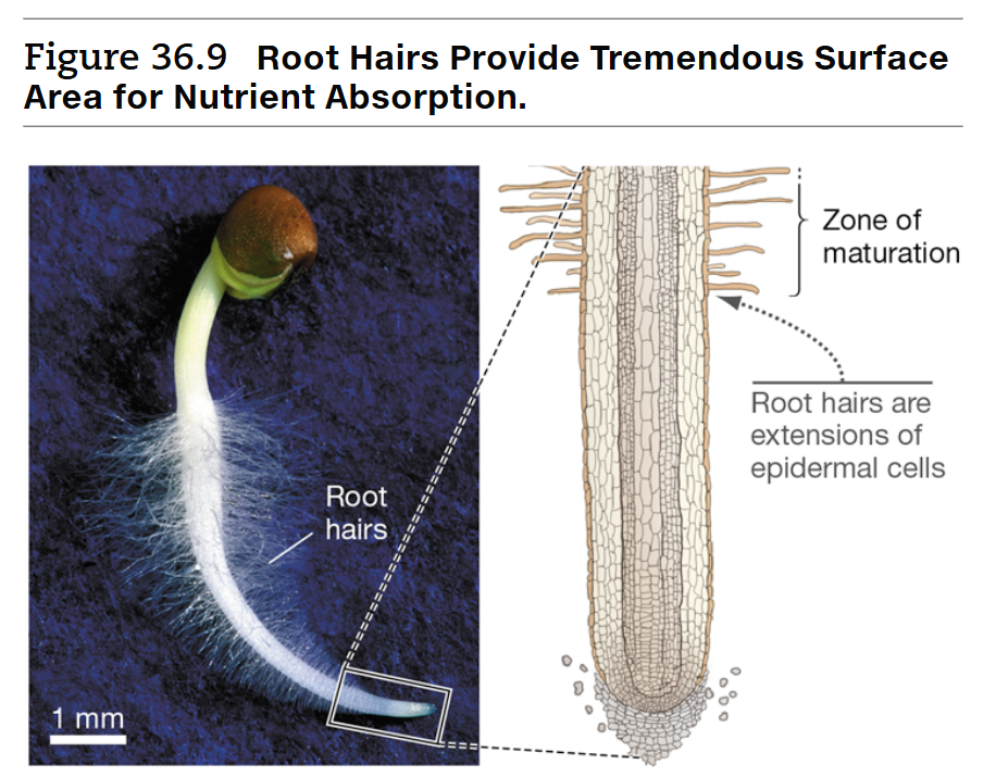 <p>How do plants absorb nutrients at the root level?</p>