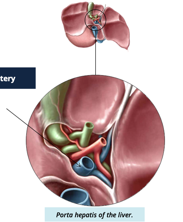<ul><li><p>carries nutrient rich blood from digestive system → liver </p></li><li><p>toxins/drugs travel through this vessel into the liver to be metabolized </p></li></ul><p></p>